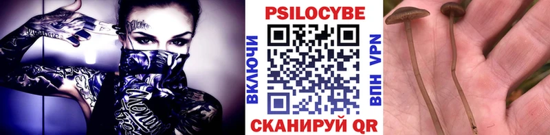 OMG tor  Тогучин  Галлюциногенные грибы Psilocybine cubensis 